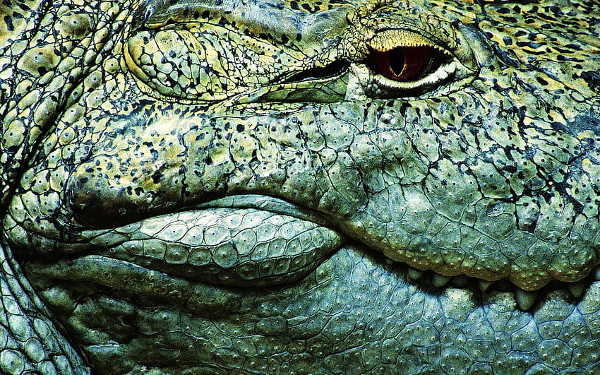 Животни, Зъби, Очи, Крокодил HD тапет