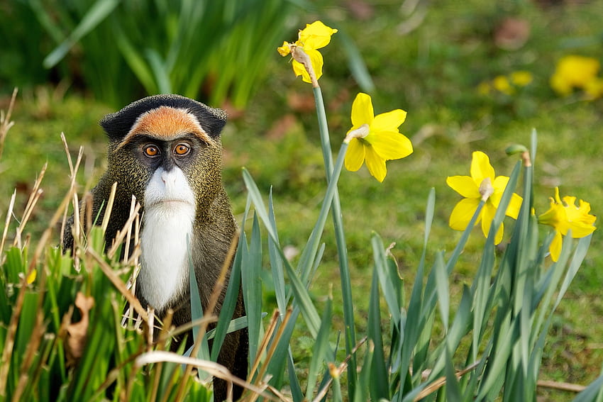 สัตว์ ธรรมชาติ ดอกไม้ หญ้า ลิง วอลล์เปเปอร์ HD
