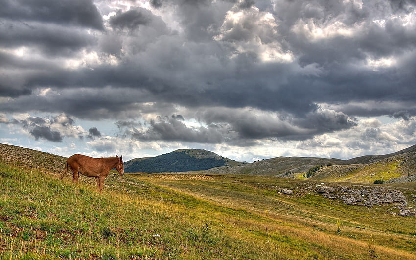 Zwierzęta, trawa, chmury, wzgórza, koń Tapeta HD