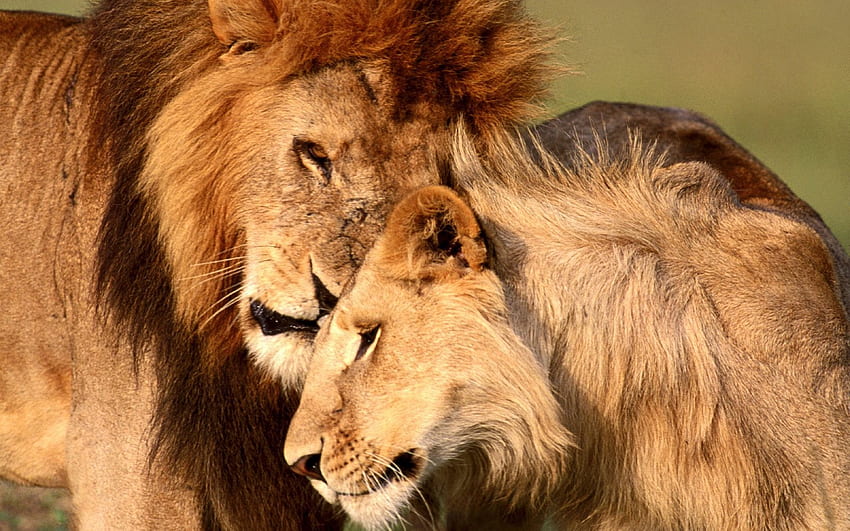 do leão, casal de leões papel de parede HD