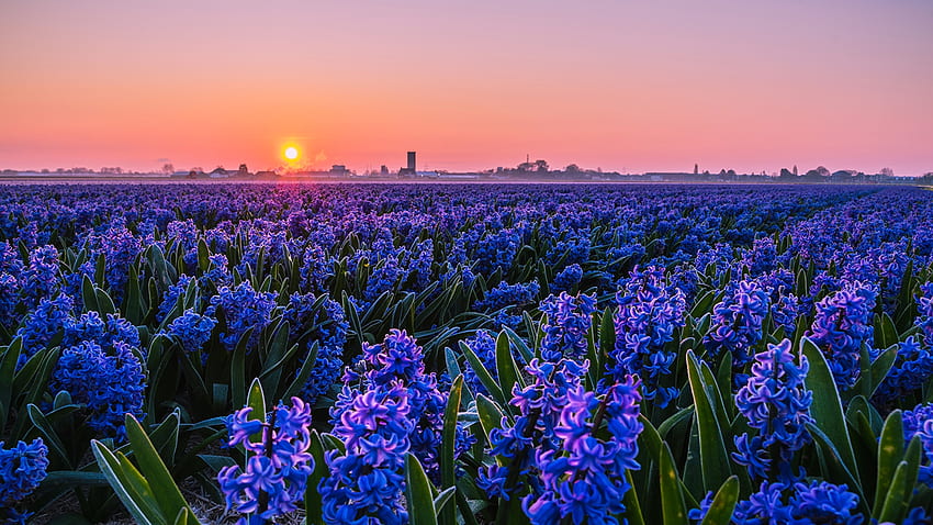 Hyacints field, graphy, hyiacints, sunsets, nature, flowers HD wallpaper