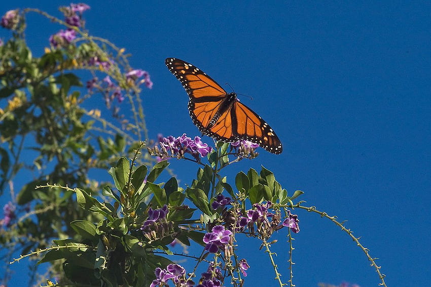 monarch butterfly . Monarch butterfly - search in . Aesthetic , Vintage , Computer, Butterflies Aesthetic HD wallpaper