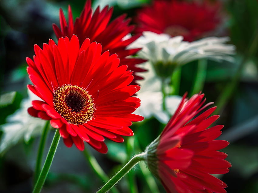 Red gerberas, Flowers, Gerbera, Bouquet, Red HD wallpaper Pxfuel