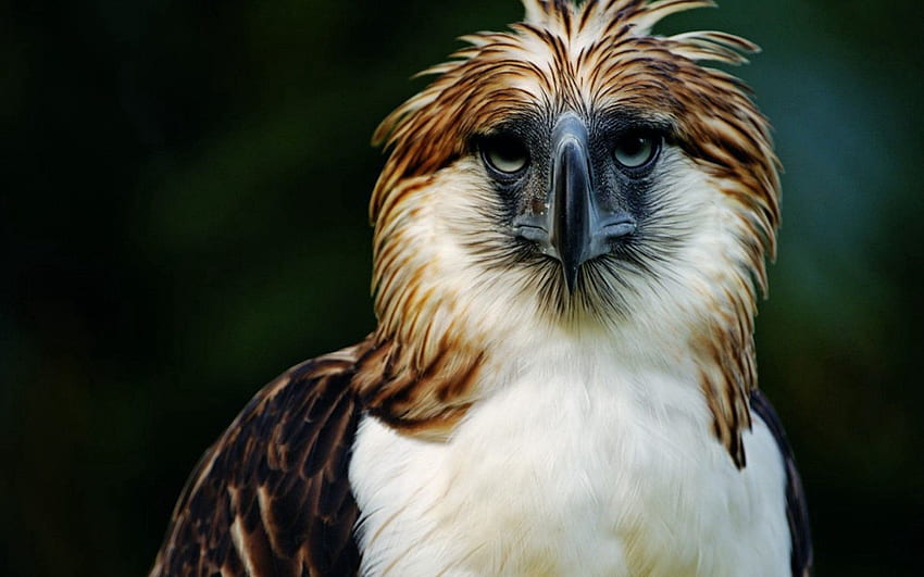 Tiere, Feder, Vogel, Schnabel, Raubtier, Kopf, Adler, Philippinen HD-Hintergrundbild
