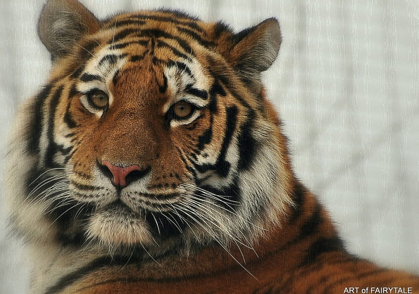SIBERIAN TIGER, cats, tiger, zoo, raubkatzen HD wallpaper