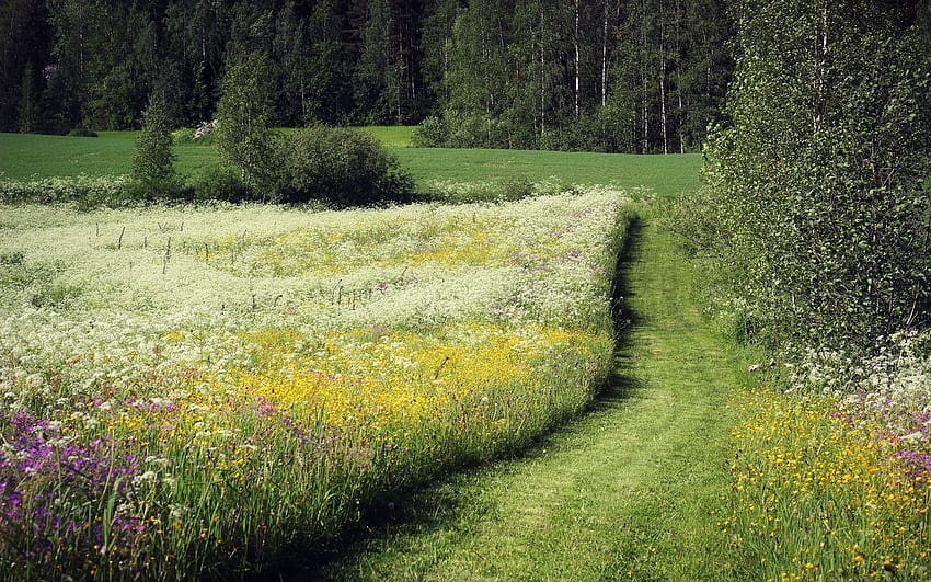 Nature, Flowers, Trees, Summer, Field, Herbs, Herbage, Track, June HD wallpaper