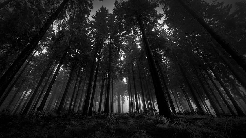 madera, blanco y negro, desde abajo, árboles, sombrío, coronas, niebla, silencio, completo fondo de pantalla