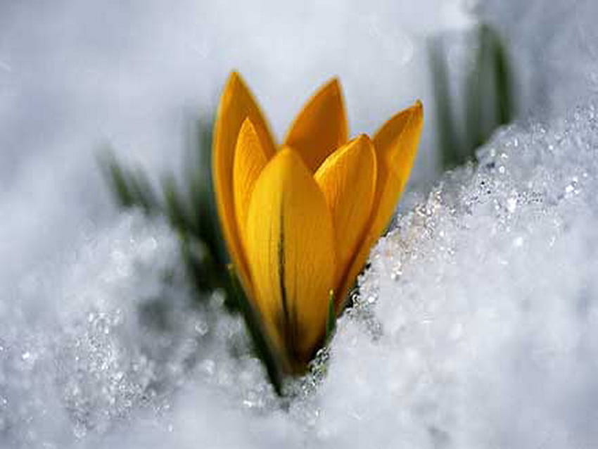 azafrán, primavera, nieve, amarillo, flor fondo de pantalla