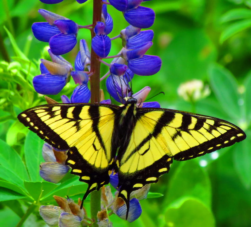 Canadian tiger, stripes, black, butterfly, yellow, tiger swallowtail, lupine, canada HD wallpaper