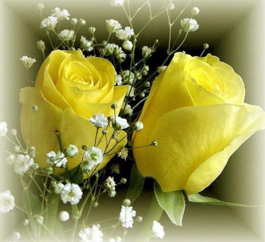 Tenderness, bouquets, roses, yellow, nature, flowers HD wallpaper