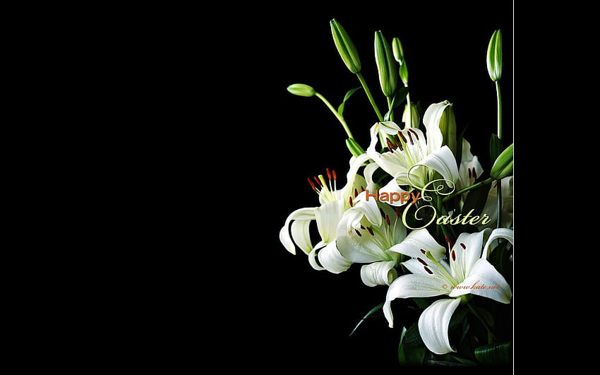 Happy Easter (Pascha), Easter Lilies < Holidays < <, Easter Lily HD wallpaper