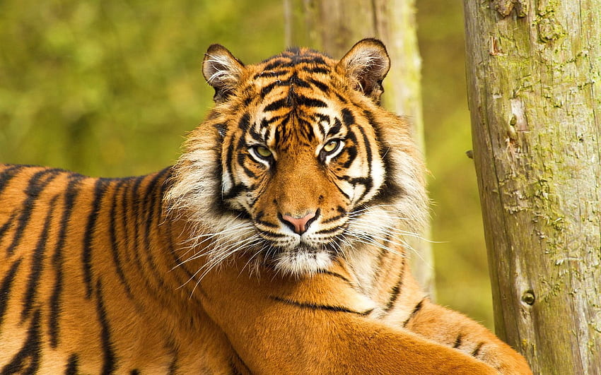 สัตว์ นั่ง ปากกระบอกปืน ลาย นักล่า แมวตัวใหญ่ เสือโคร่ง วอลล์เปเปอร์ HD