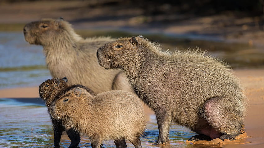 Capybara , Tier, HQ Capybara . 2019, süßes Capybara HD-Hintergrundbild