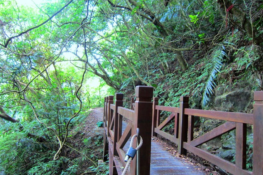 Mostek w lesie, w lesie, drewniane poręcze, mostek, drzewo Tapeta HD