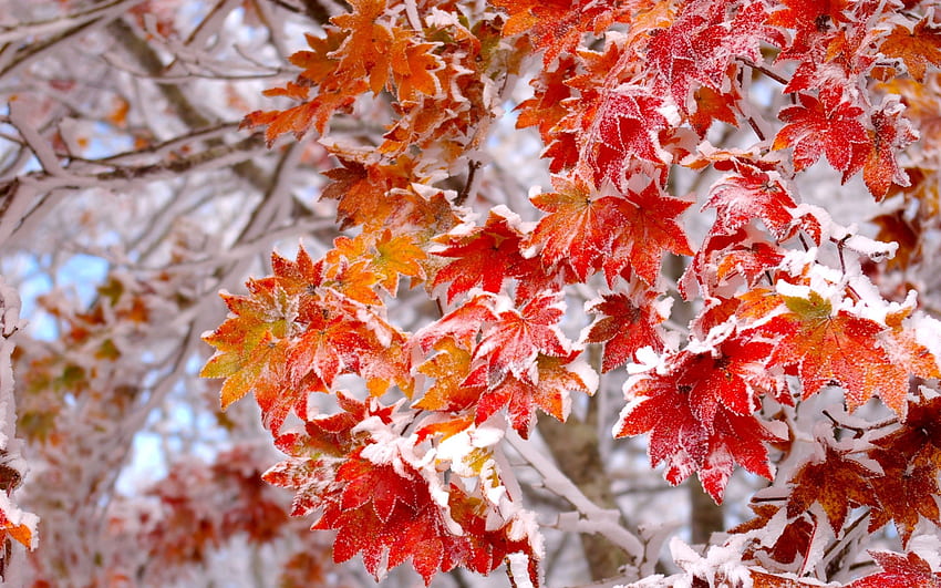 Winter Frost First Leaves Snow Autumn Background Windows 7. Autumn forest, nature , Autumn nature, Early Winter HD wallpaper