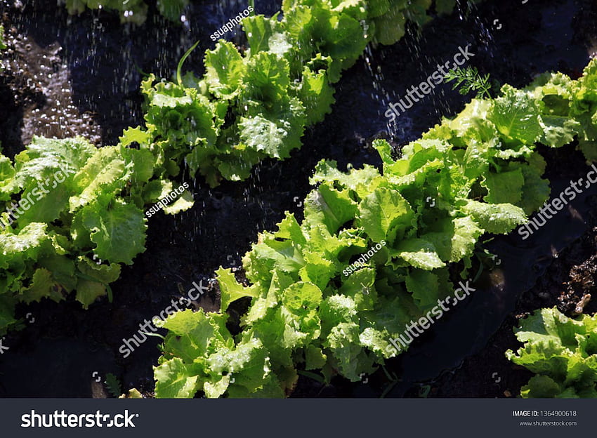 Organic Food Salad Grows On Garden Stock Edit Now, Agronomy HD wallpaper