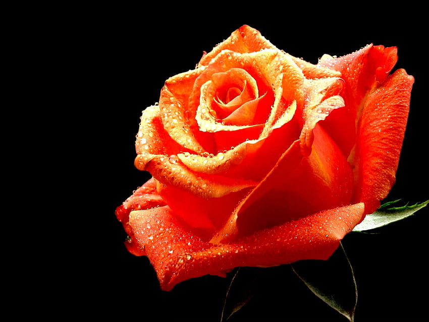 Rosa, rose, fiore, natura, fiori, arancio Sfondo HD
