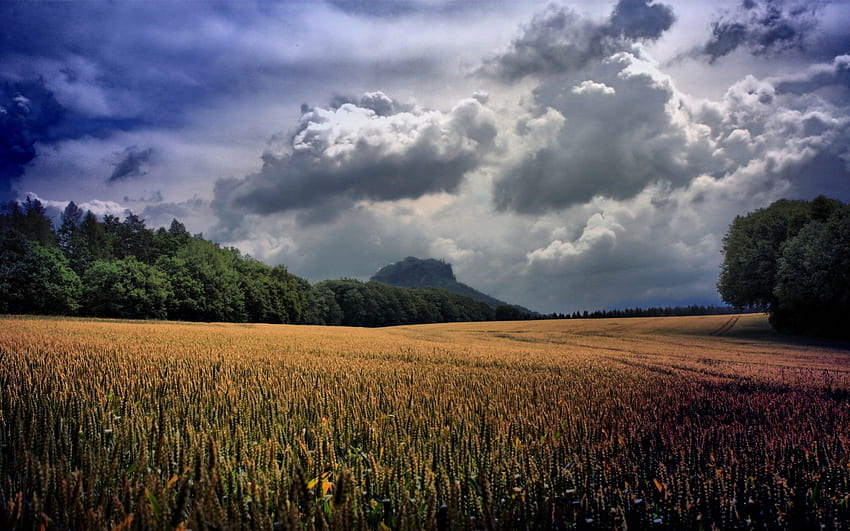 красиви житни полета, облаци, дървета, полета, пшеница HD тапет
