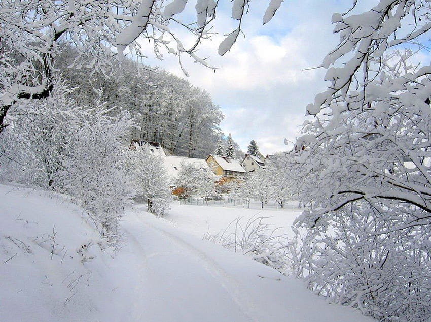 온타리오 겨울, 겨울, 나무, 눈, 집 HD 월페이퍼