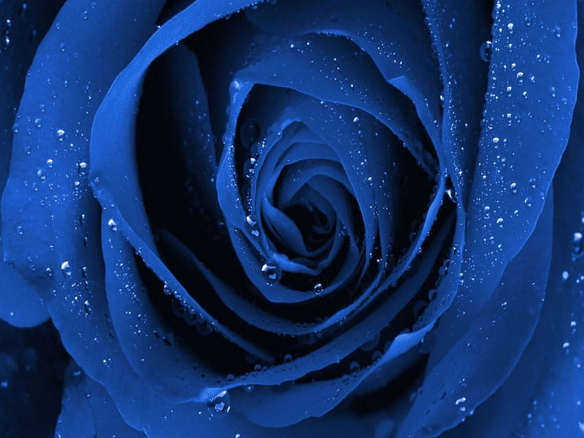 Blue Rose Wallpapers  Top Free Blue Rose Backgrounds  WallpaperAccess