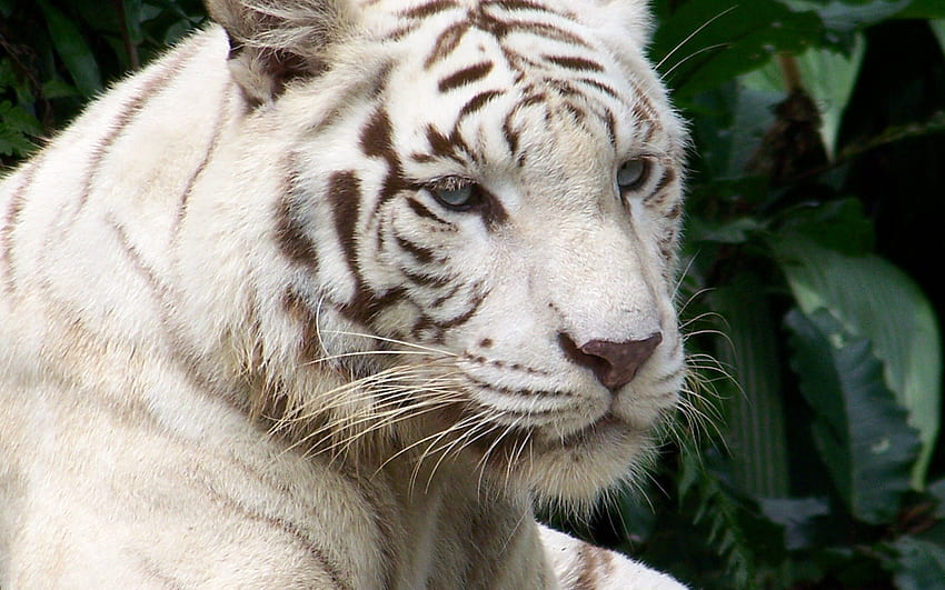 Animals, Muzzle, Striped, Tiger, Albino HD wallpaper
