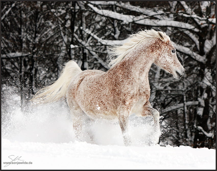Snow horse :), horses, horse, i love horses HD wallpaper