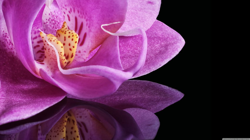 Orchid Flower ❤ for Ultra TV • Wide, Orchid Zen HD wallpaper