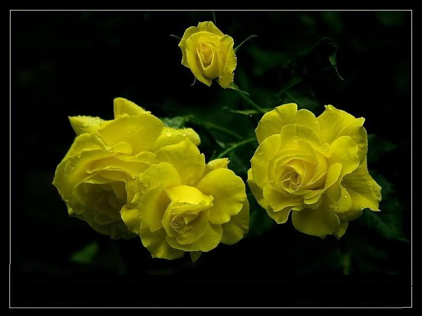 黄色いバラ、バラ、葉、花びら、黄色 高画質の壁紙