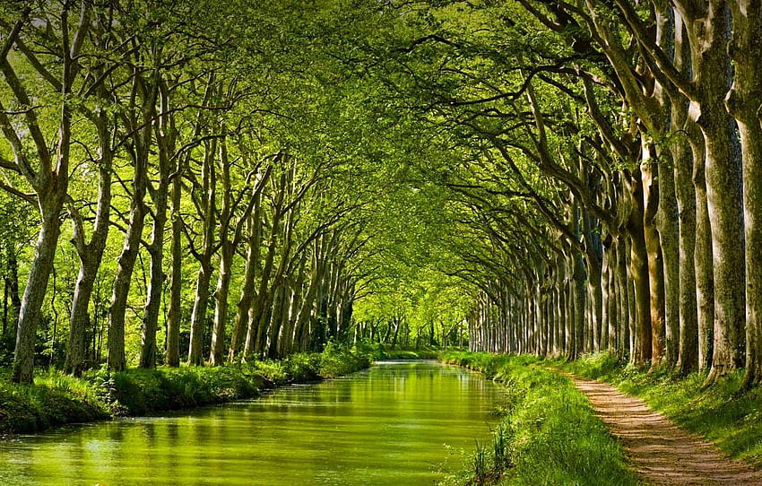 trees, France, The canal du MIDI. Toulouse HD wallpaper
