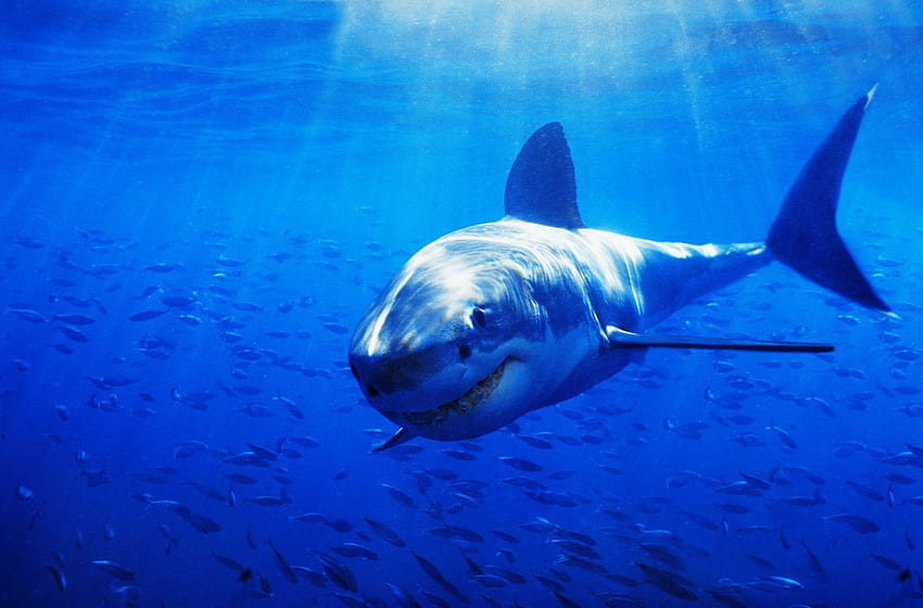 Great White Shark . Background, Shark Battle HD wallpaper