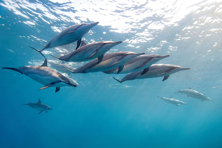 Zwierzęta, woda, ocean, stado, delfin, hawaje, tropikalny delfin Tapeta HD