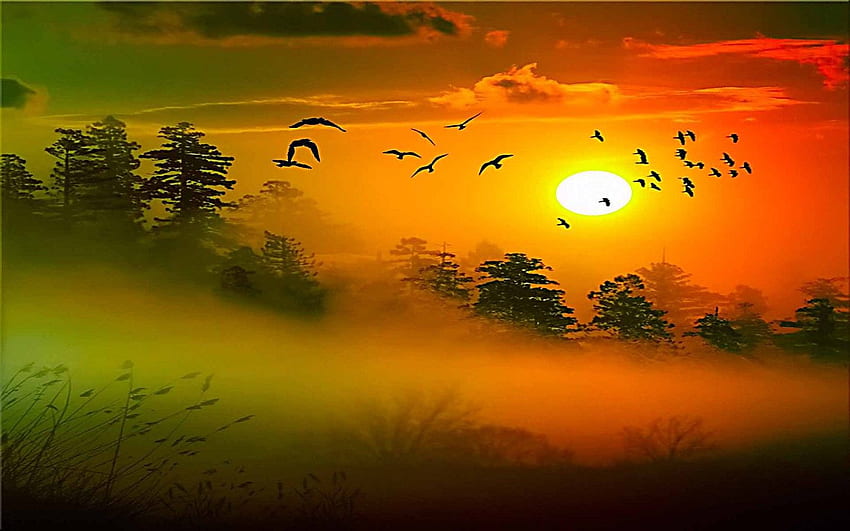 Bom dia, pássaro do sol, sol da manhã papel de parede HD