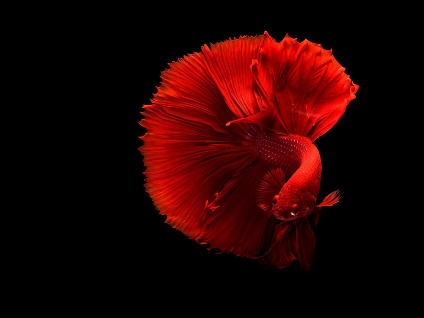 Redfish, Underwater, , Animals, Red OLED HD wallpaper