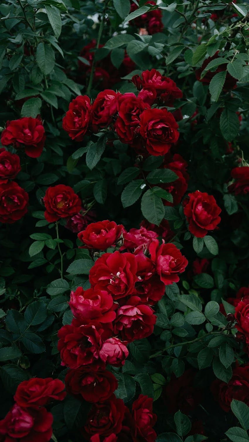 Rote Rosenästhetik HD-Handy-Hintergrundbild