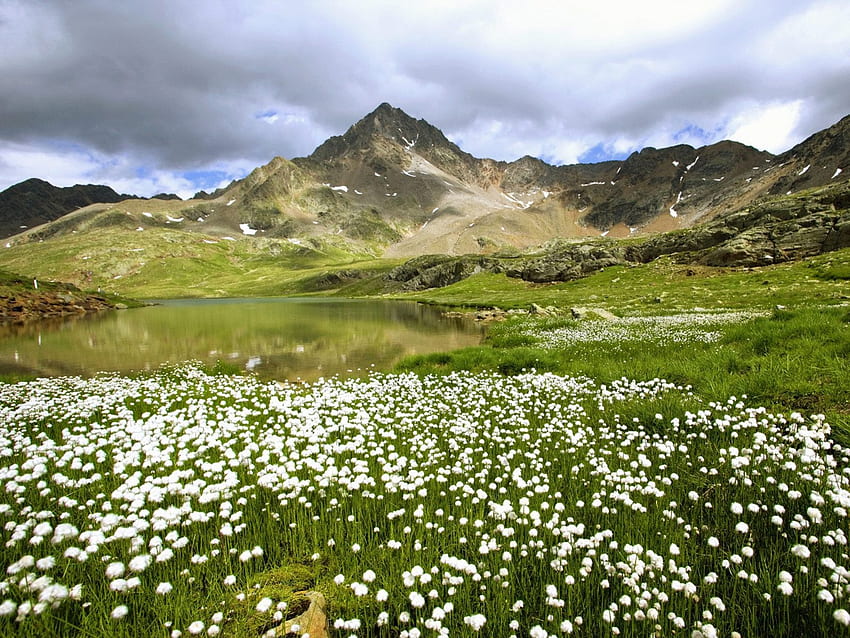 alpejskie jezioro z białymi kwiatami, biały, alpejski, z, kwiaty, jezioro Tapeta HD
