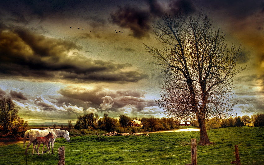 Mother and Her Foal, cavalo, arquitetura, grama, casas, árvore, animais, campo, cerca, nuvens, natureza, céu, potro papel de parede HD