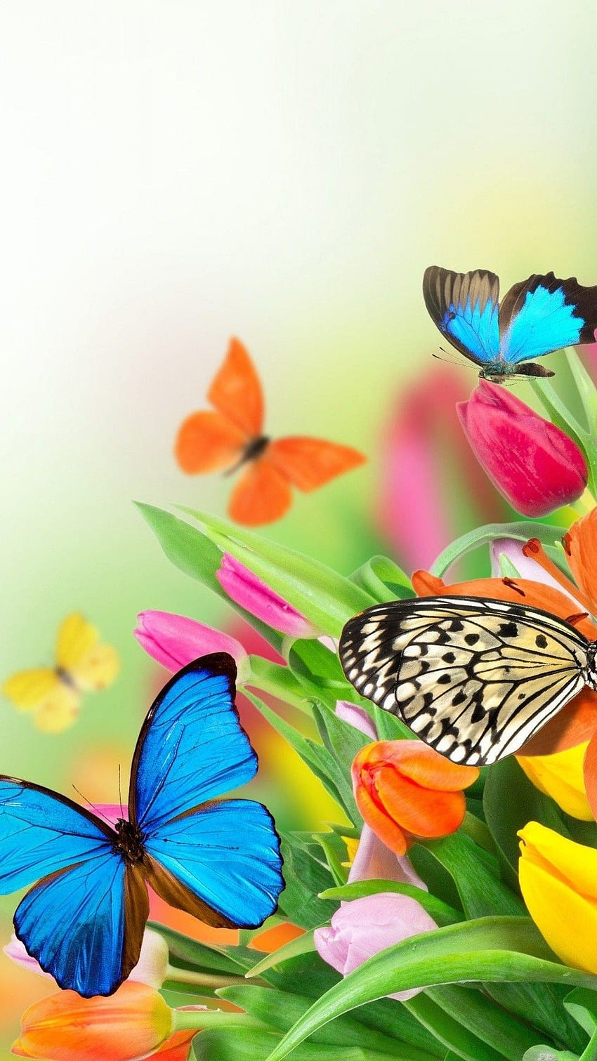 Butterfly iPhone - Best iPhone . Butterfly iphone, Pink iphone, iPhone, Butterflies HD phone wallpaper