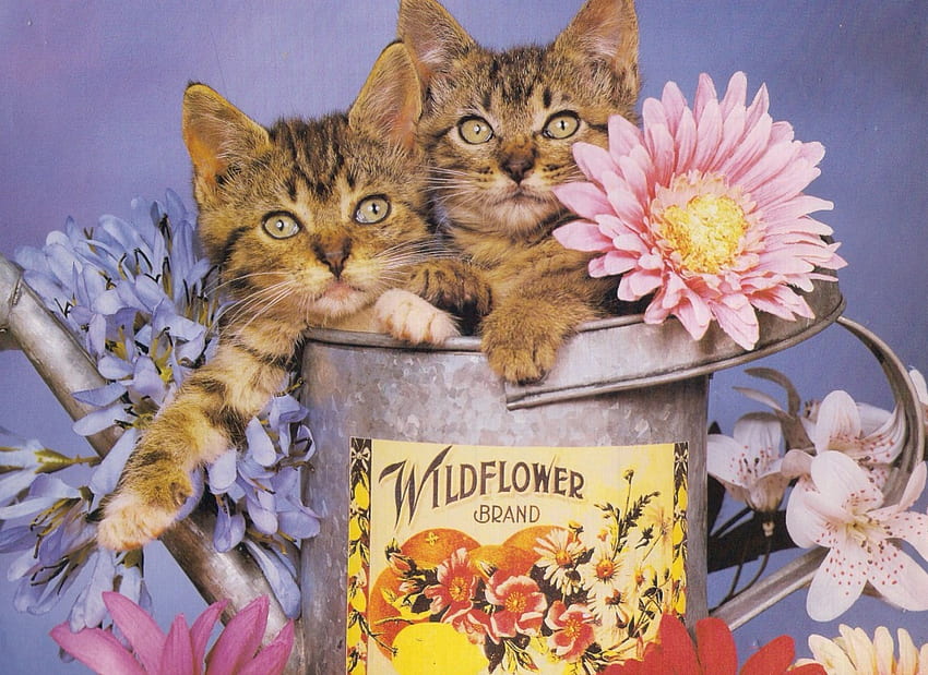 Tabby kittens, kitten, twin, pets, watercan, flowers, tabby HD wallpaper