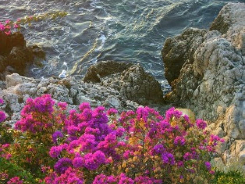 unter den Felsen, Meer, unter, Blumen, Felsen HD-Hintergrundbild