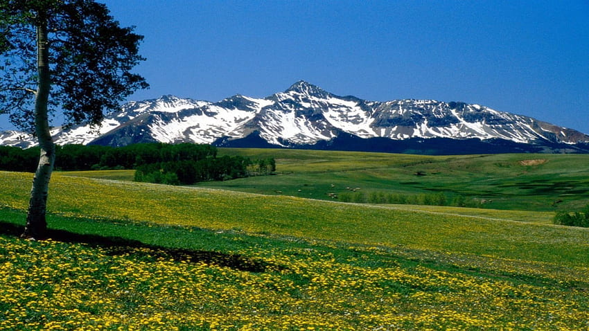 San Juna Peak, Colorado, góra, dzień, pole, śnieg, żółty, chmury, drzewa, natura, kwiaty, niebo, las Tapeta HD
