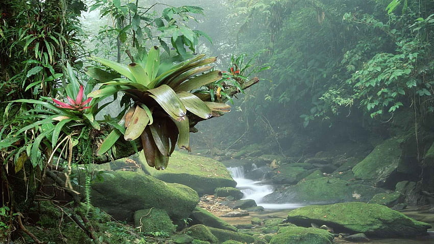 Brazylia: miejsce na egzotyczne wakacje, amazoński las deszczowy Tapeta HD