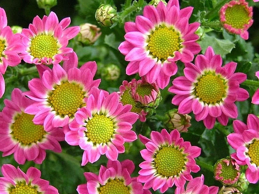 Растения Гербери Маргаритки Разцъфнали цветя Билки Венчелистчета отблизо, флорални ултра HD тапет