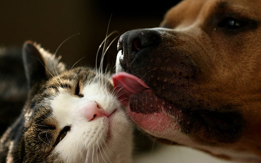 Animals, Cat, Dog, Language, Tongue, Lick HD wallpaper
