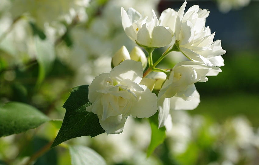 ฤดูร้อน ดอกไม้ ธรรมชาติ ความอ่อนโยน ความงาม ดอก กระท่อม จัสมิน พืช สีขาว หิมะสีขาว ไม้พุ่มสำหรับ ส่วน цветы วอลล์เปเปอร์ HD