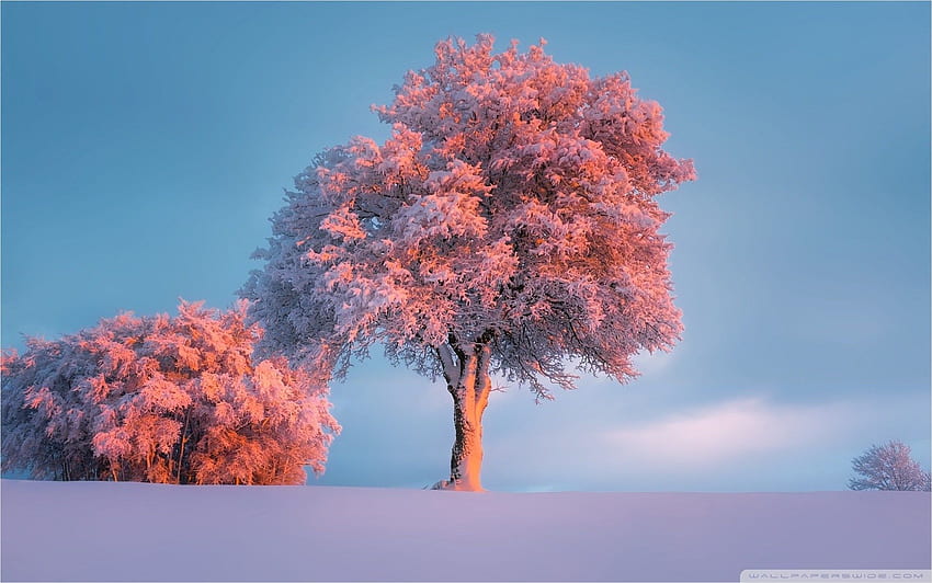 Trees, Winter, Pink Sunset - VIP HD wallpaper