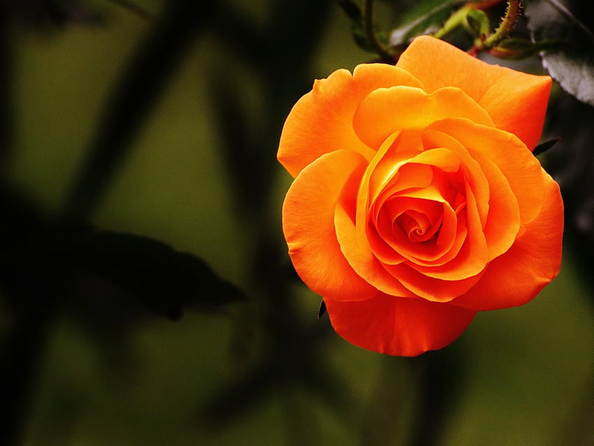 Красива оранжева роза, роза, листенца, цвете, природа, портокал, макро HD тапет