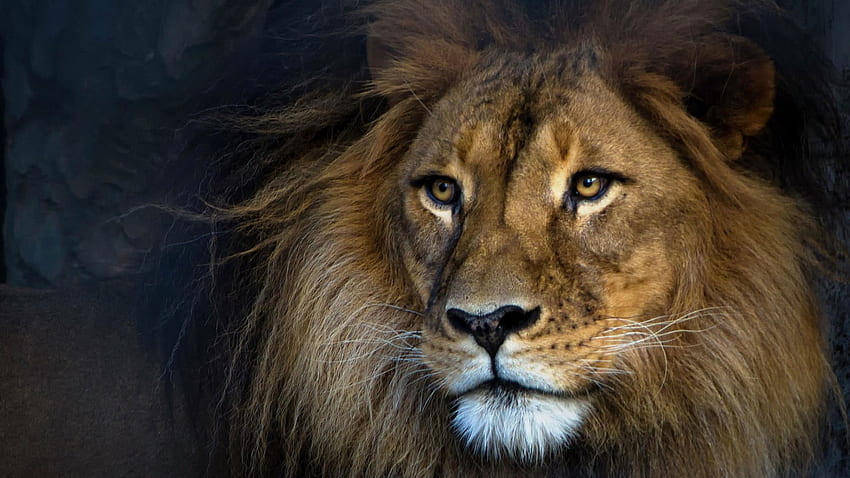 大人のライオン , 動物, 哺乳類, ライオン - ネコ科の動物, 野生動物, 1 匹 • For You For & Mobile, Sad Lion 高画質の壁紙