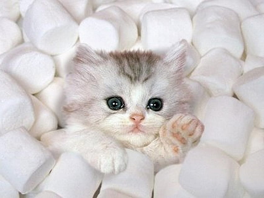 Marshmello Kitty, biały, grafitowy, zwierzęta, koty, kocięta Tapeta HD