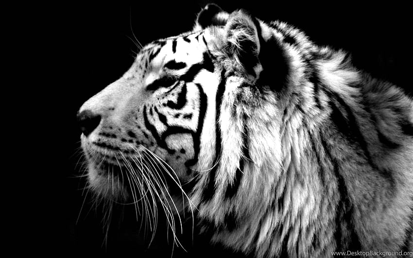 Black And White Tiger Resolution : Animal HD wallpaper | Pxfuel