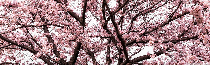 Soft Pink Japanese Cherry Tree Blossom ❤, Japanese Dual Screen HD wallpaper